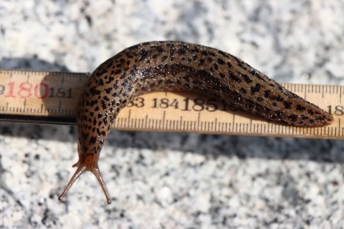 Dejte sbohem slimákům: Sbohem jim dá obyčejná kávová sedlina