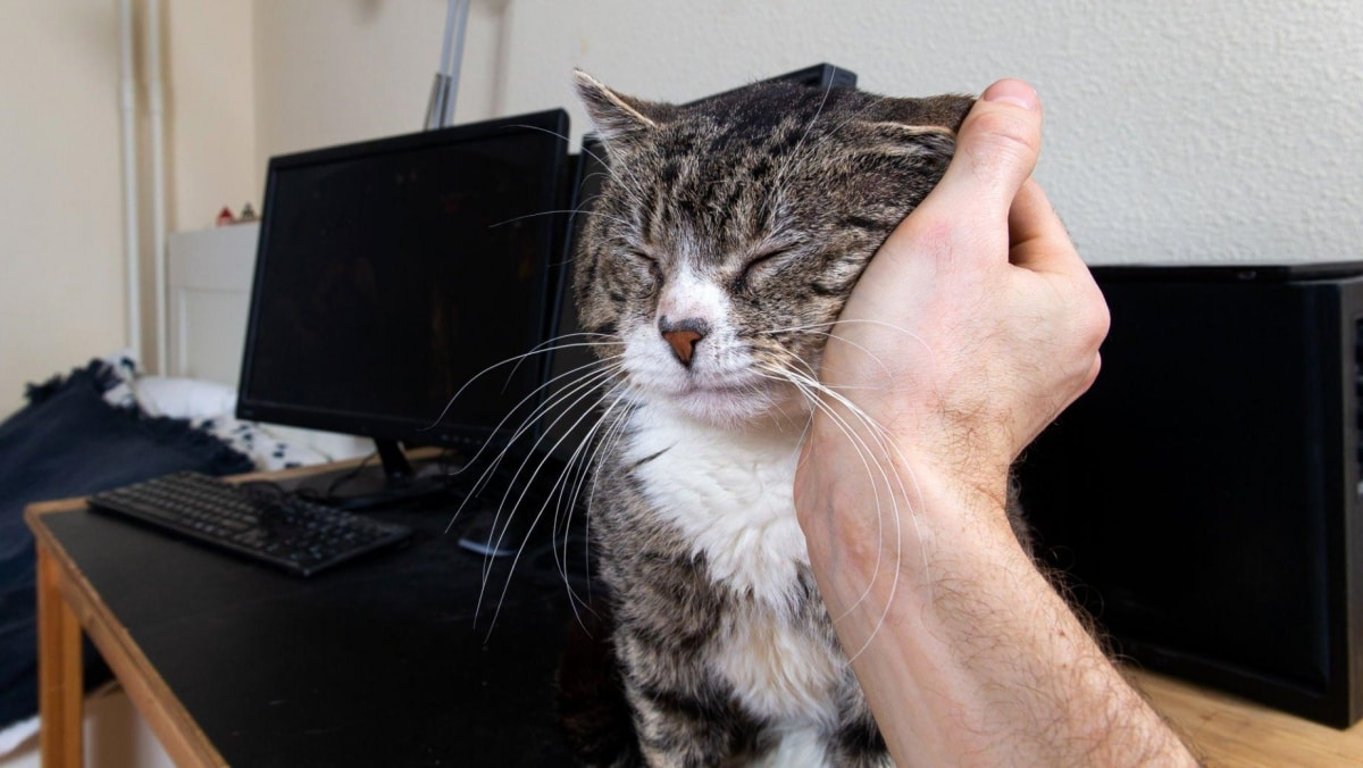 Kočičky takhle projevují lásku jako žádné jiné zvíře. Právě proto nesmíte přehlédnout tenhle signál