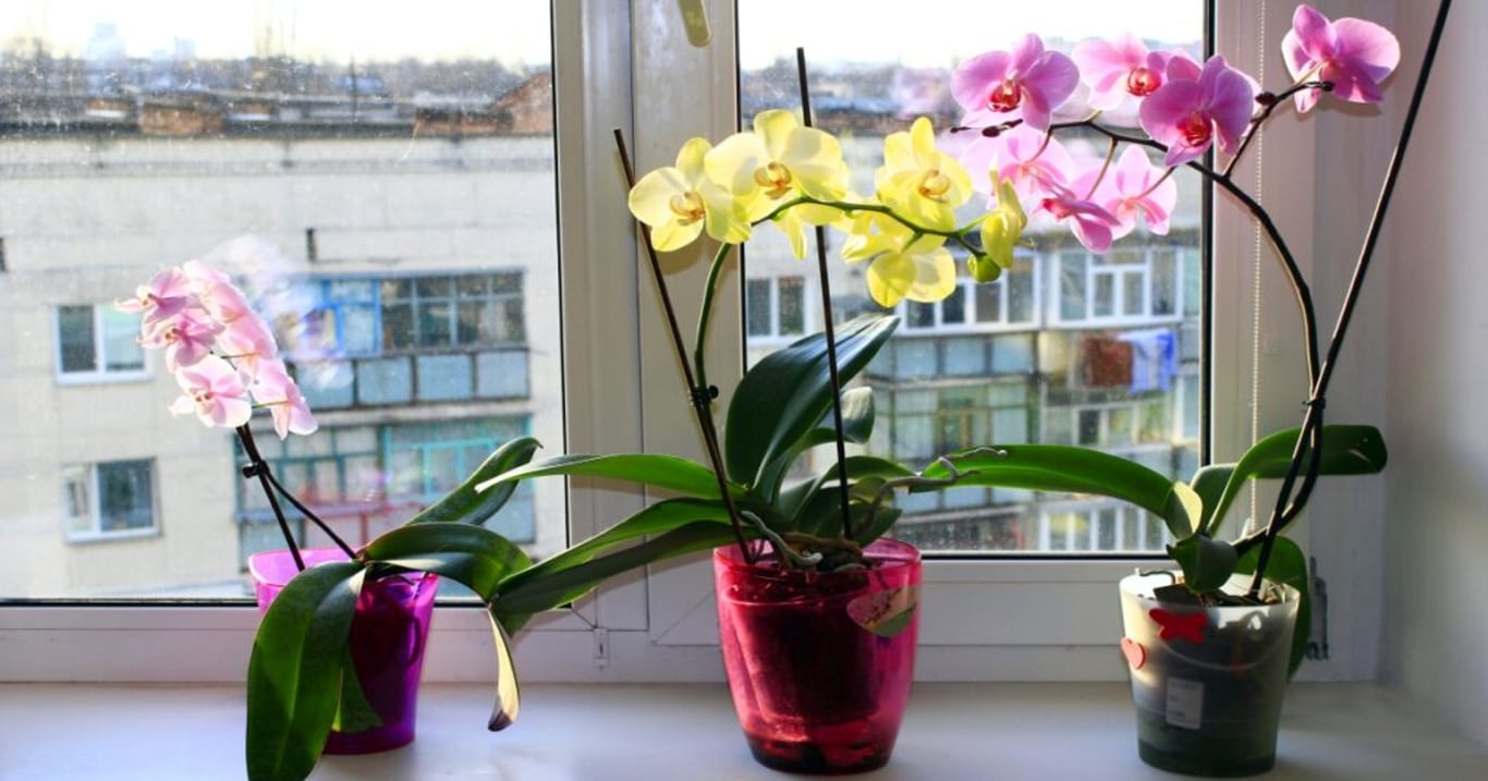 Tak bohatě kvetoucí orchidej jsem ještě neviděla. Ulovila jsem totiž tajný recept přímo od květinářky