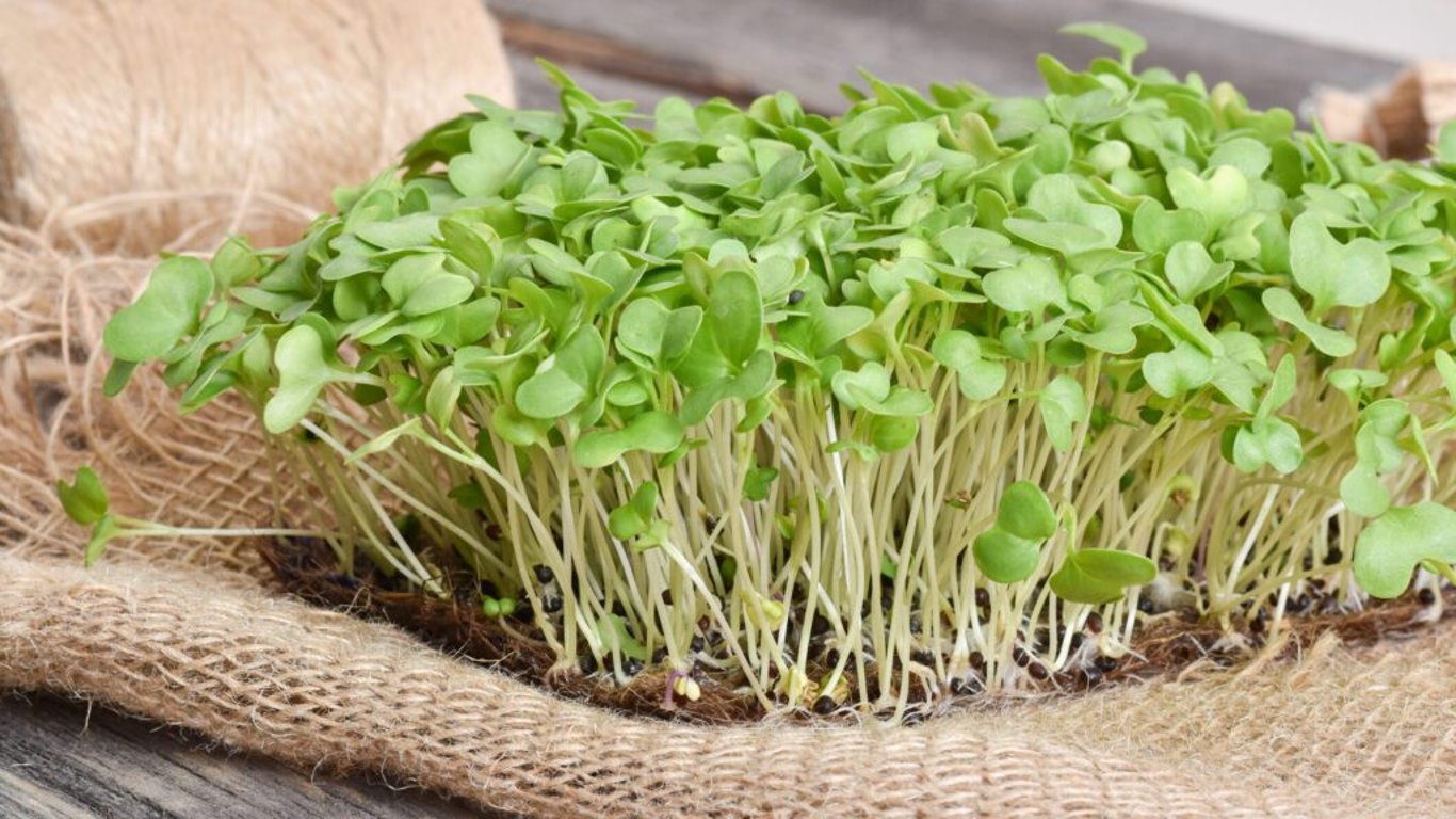 Původ a krátká historie řeřichy