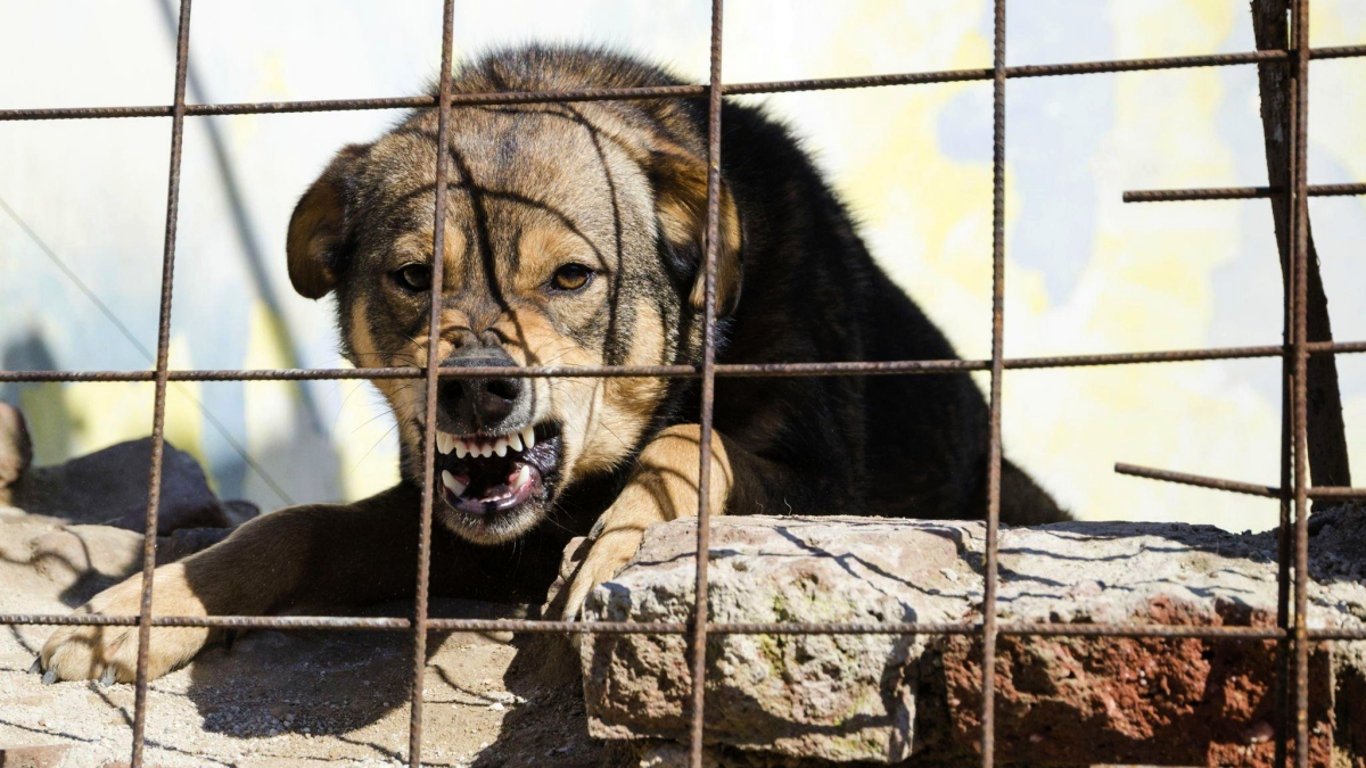 Nejnebezpečnější psí plemena současnosti. Stačí jediná vteřina a z klidného zvířete se stává nečekaná hrozba
