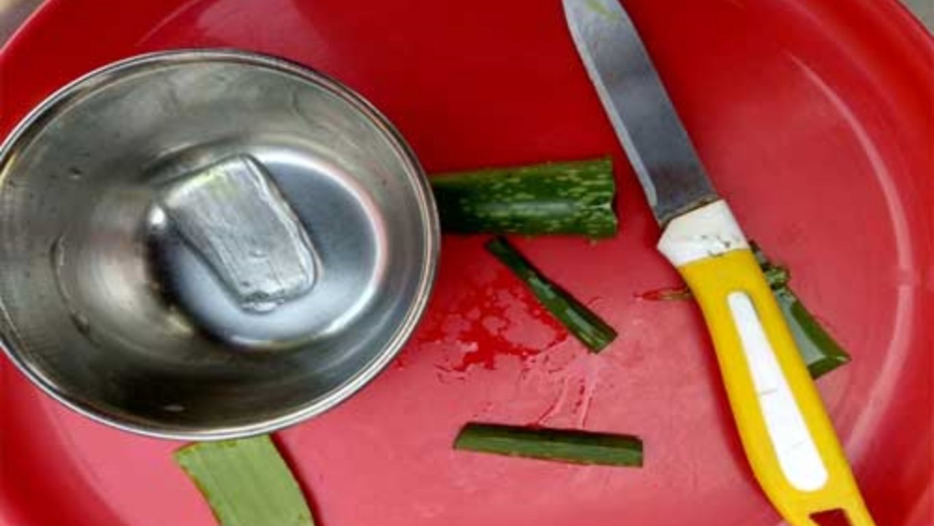 Konzumace aloe vera s sebou přináší i mnoho problémů, především pro těhotné ženy může být velmi nebezpečné