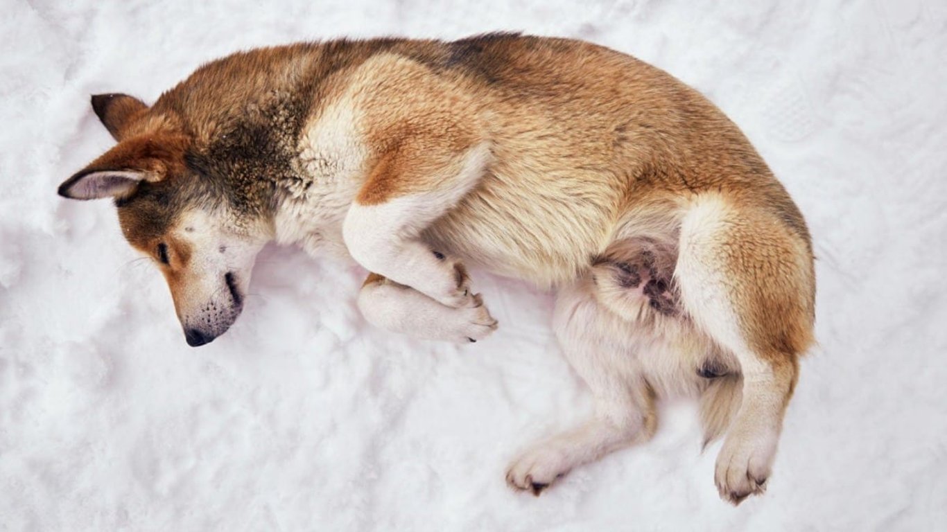Ztráta mazlíčka bývá stresující. Existuje sedm ověřených kroků, které urychlí jeho nalezení