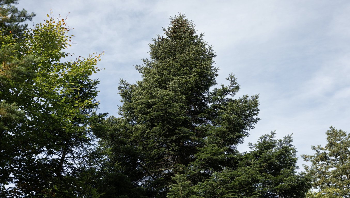Brno zná svůj vánoční strom. Jedli přitáhne na Svoboďák koňské spřežení