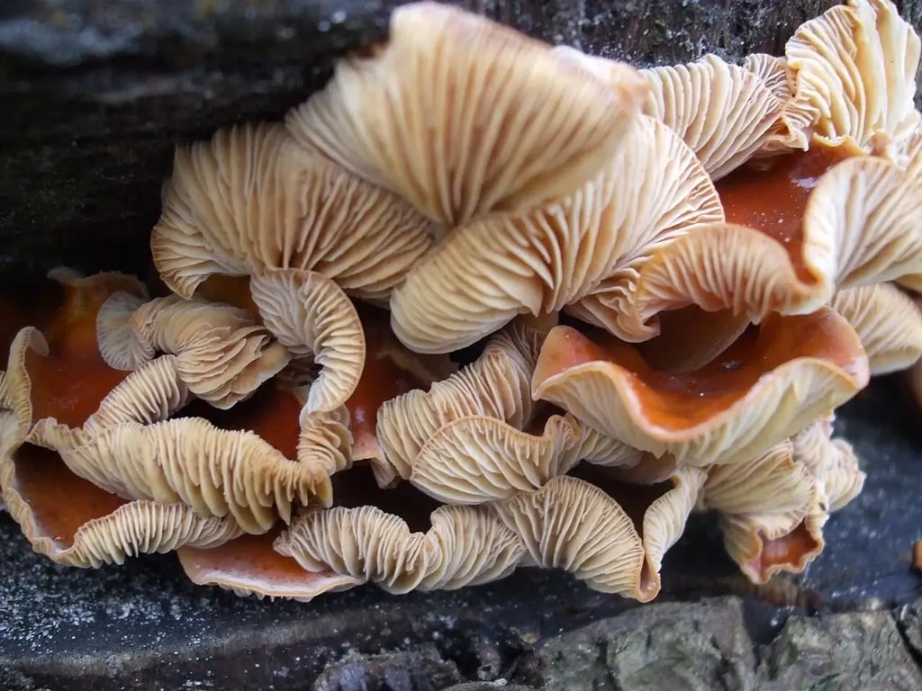 Penízovka sametonohá 