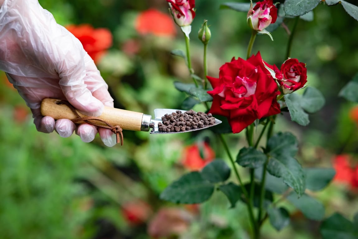 Chyba, kterou dělají skoro všichni: místo růží plných květů mají v létě jen suché větve.