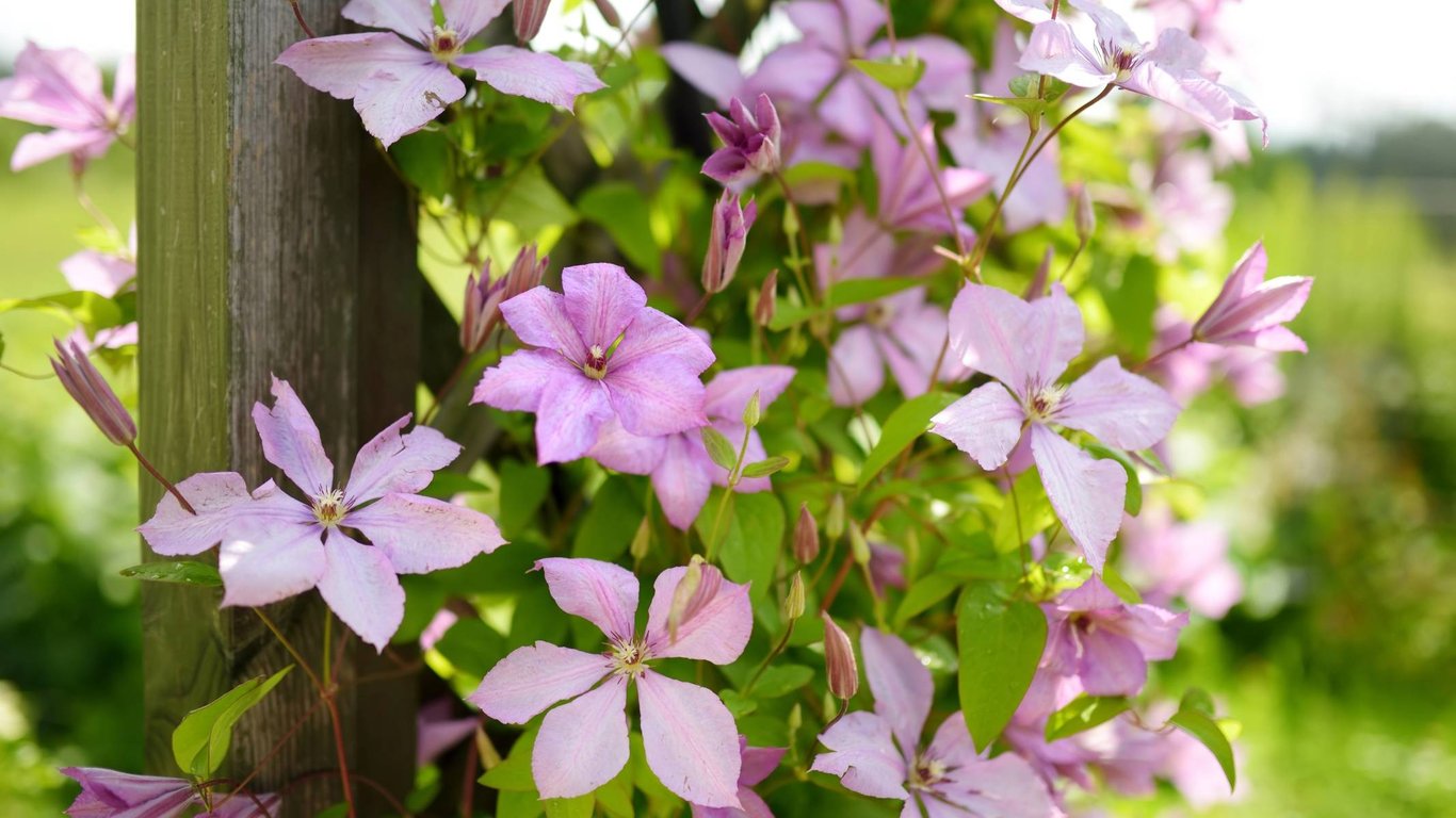 Clematis neboli plamének: Rostlina vhodná pro dekoraci zahrady, při nesprávné péči ale přestane růst
