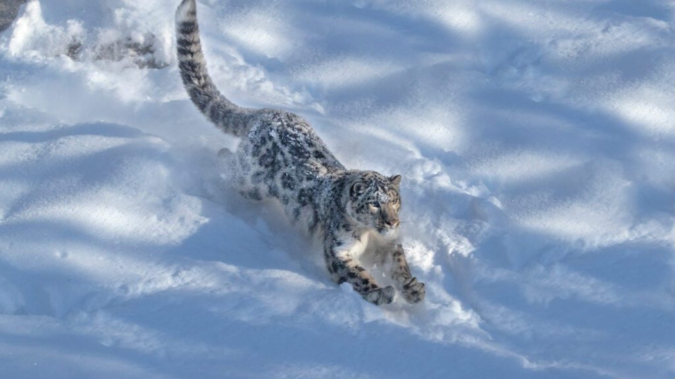 Zajímavosti o sněžných leopardech
