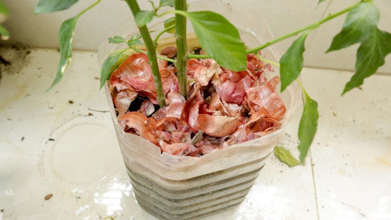 Dědečkův recept, který sdílela Hanka, funguje dokonale. Jediná surovina a rostliny rostou jako z vody
