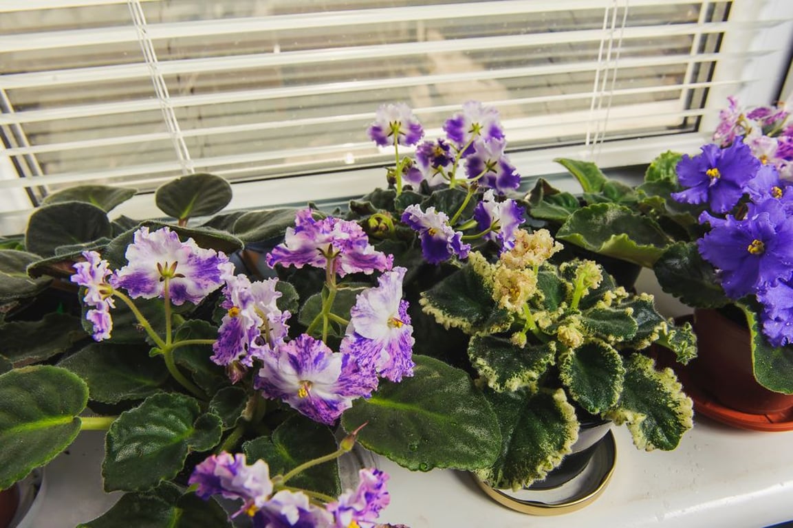 Proč africká fialka nekvete 