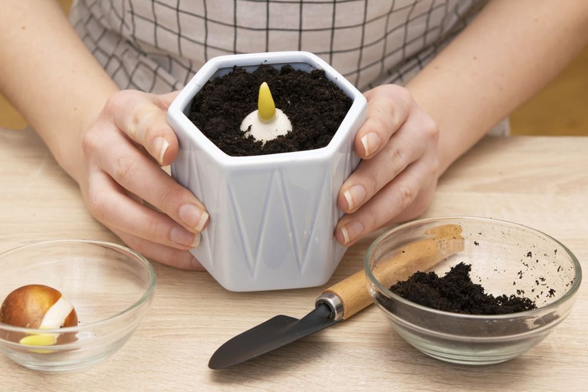 rychlení tulipánů