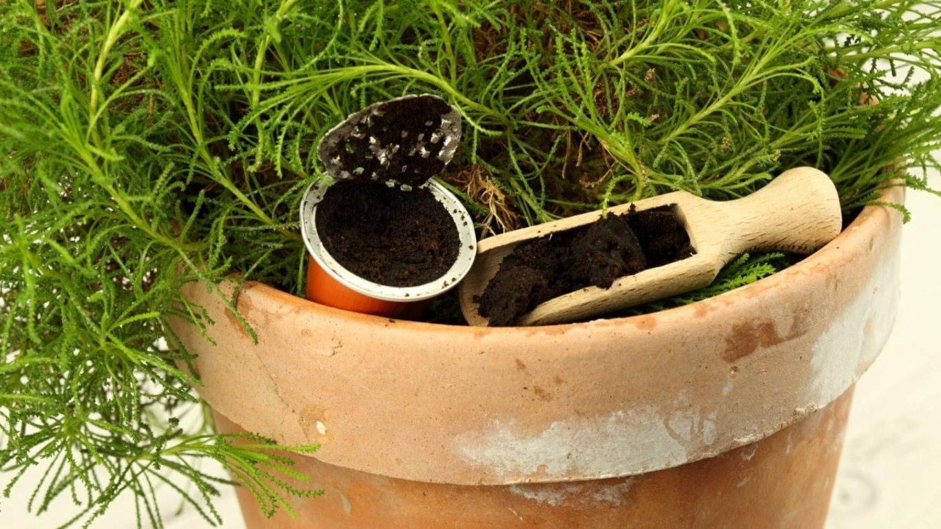 Zahrádkáři zkusili přidat majonézu k pokojovkám. Výsledky překvapily i ty nejzkušenější