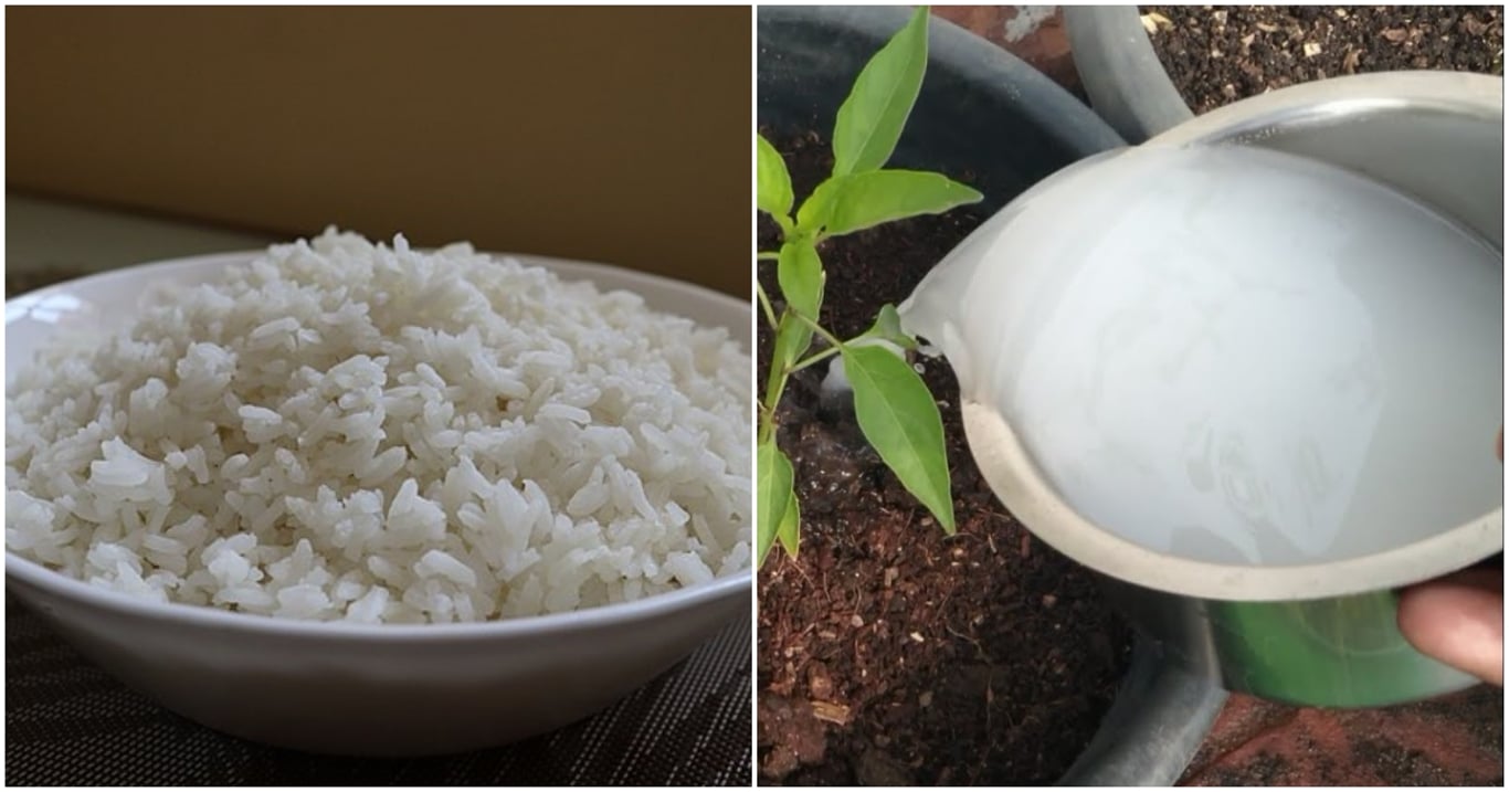 Zahrádkáři doporučují obyčejnou rýži jako přírodní hnojivo. Rostliny po ní ožívají už za pár desítek hodin