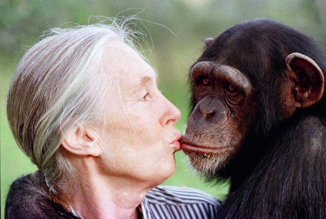 Pár vzácných chvil s Jane Goodallovou: neztratila se mezi šimpanzi ani v Simpsonových
