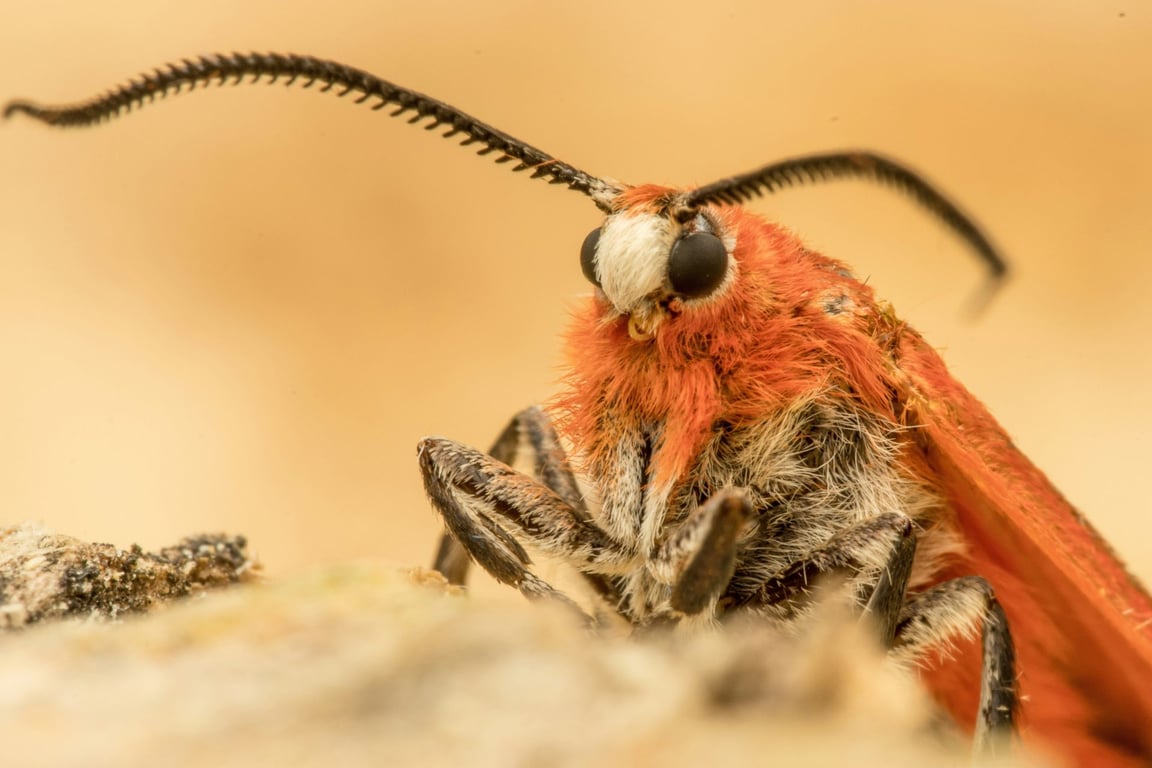 80 % českých domácností má tohoto škůdce: a většina o tom nemá ani tušení