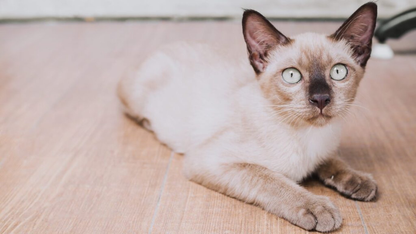 Tonkinská kočka: Kombinace elegance a přítulnosti