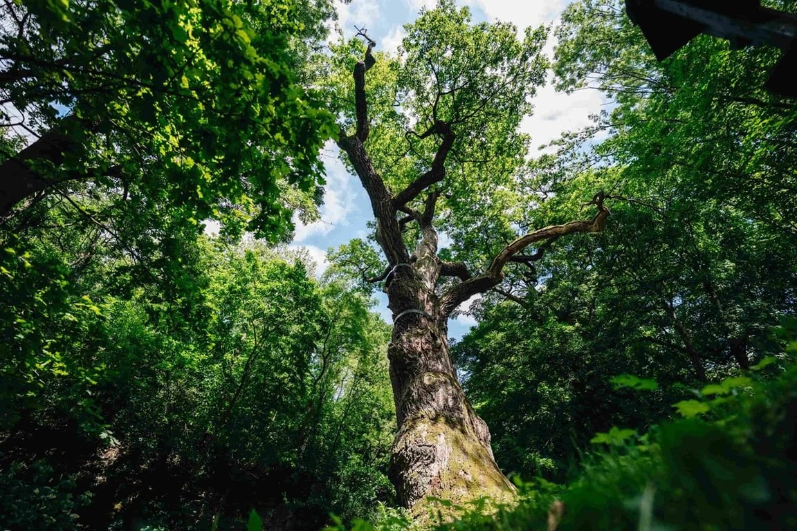 Známe strom roku 2025. Tisíc let starý dub je opředený pověstí