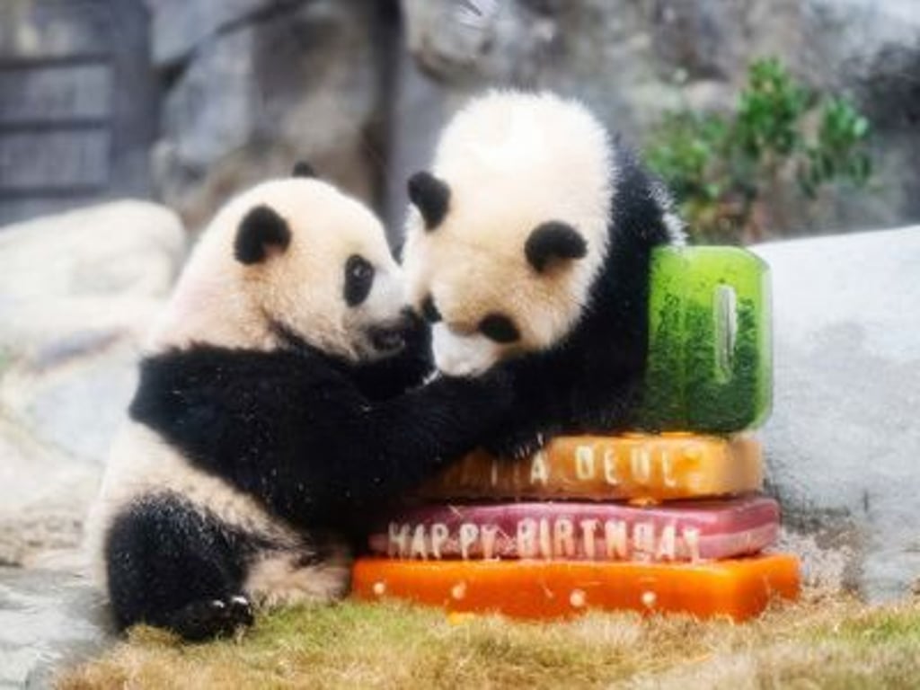 Ťia Ťia a Te Te dobyli srdce Hongkongu. Narozeninová párty trhala rekordy