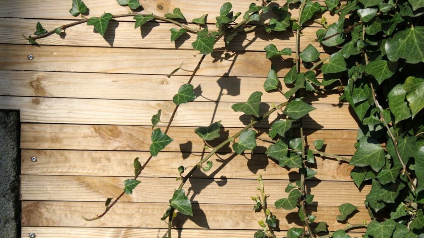 Hedera