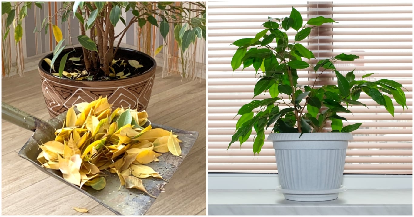 Většina fíkusů ztrácí barvu z jednoho důvodu. Kdo ví, jak to napravit, má doma rostlinu jako z katalogu