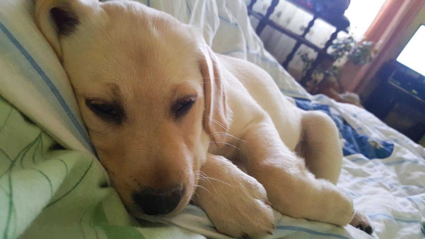 Tato plemena psů nikdy nepouštějte do postele. Jedna návštěva stačí a 14 dní budete litovat