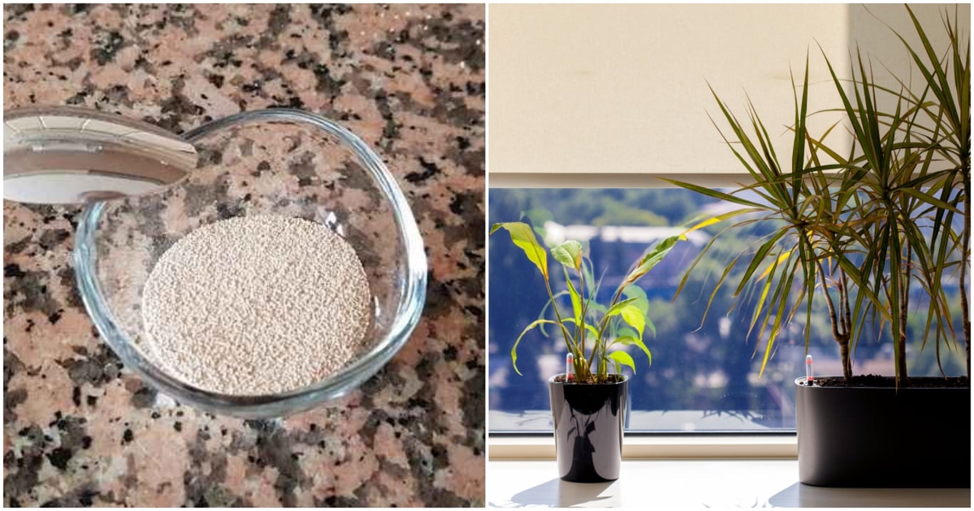 Kapka droždí dokáže víc než chemie. Rostliny, které byly odsouzeny k úhynu, se po něm zázračně vzpamatovávají