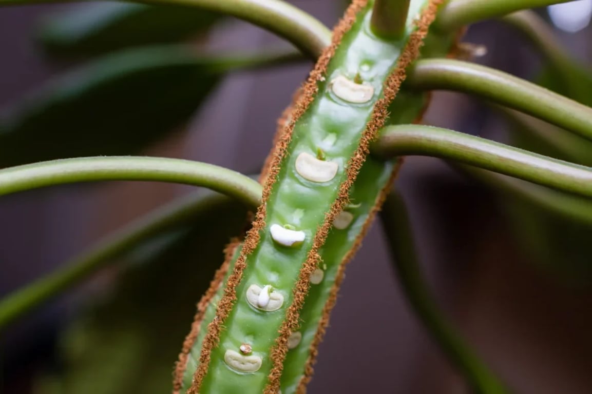 Právě z míst, kde se odlamují listy přichází nebezpečí.