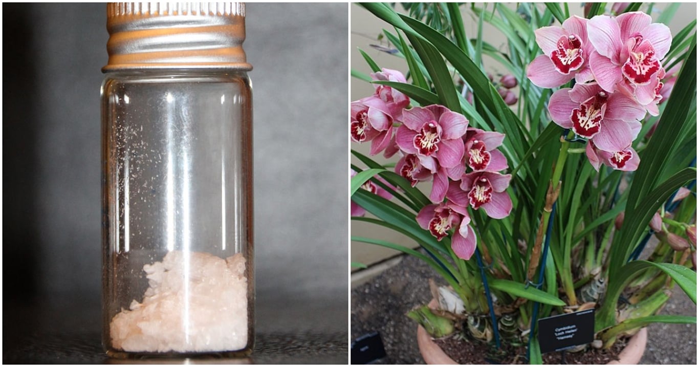 Zahradníci nechápali, proč rostliny tak rychle sílí. Nakonec zjistili, že za tím stojí tableta z lékárny