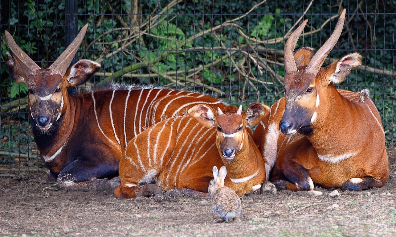 Bongo horské: Poslední šance pro africkou antilopu