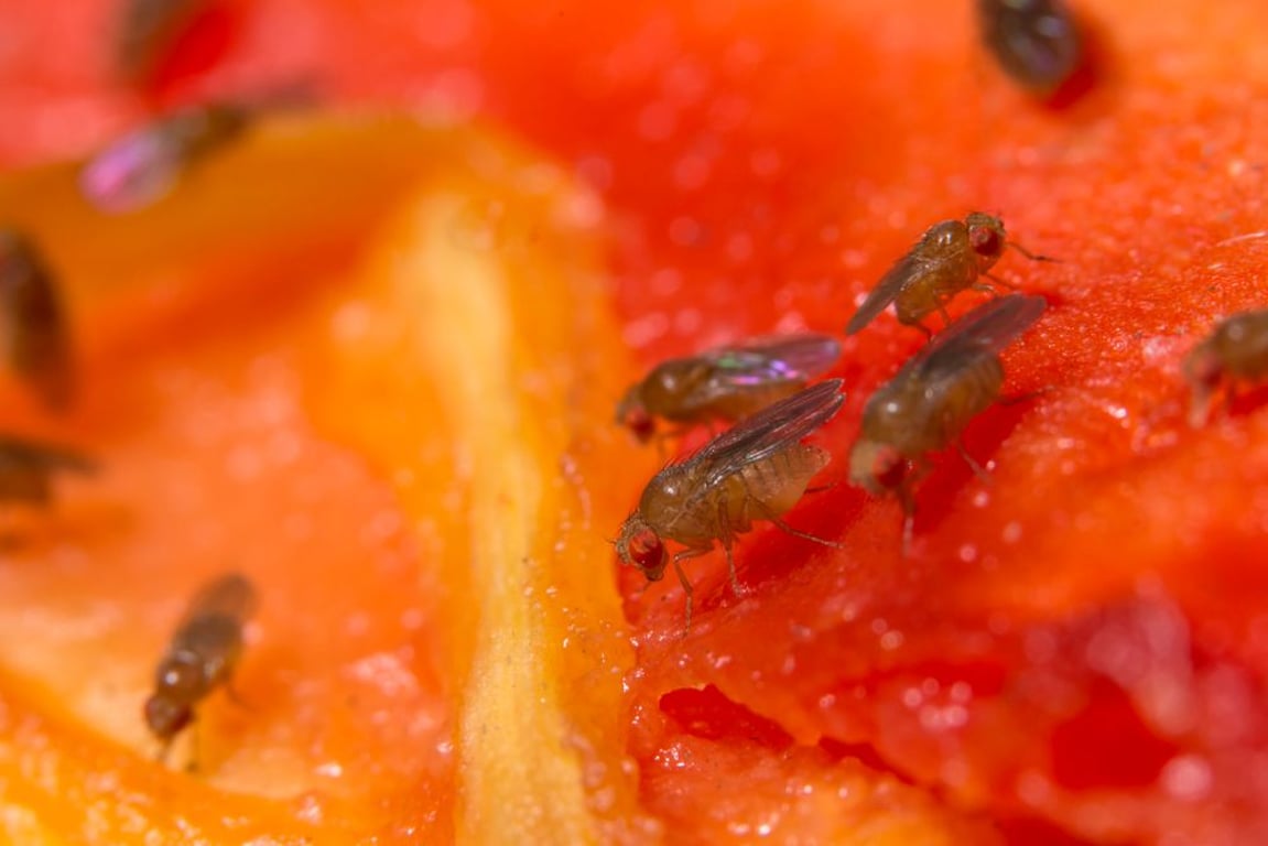 Esenciální oleje octomilky odpudí