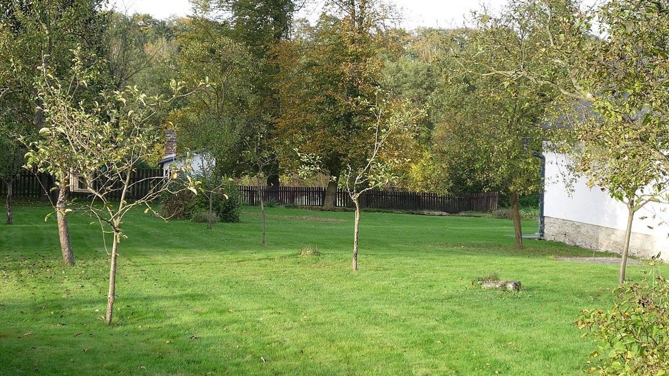 Kácení stromů na vlastní zahradě Čechy může přijít draho. Kdo si nedá pozor, může dostat pokutu až 100 000 Kč