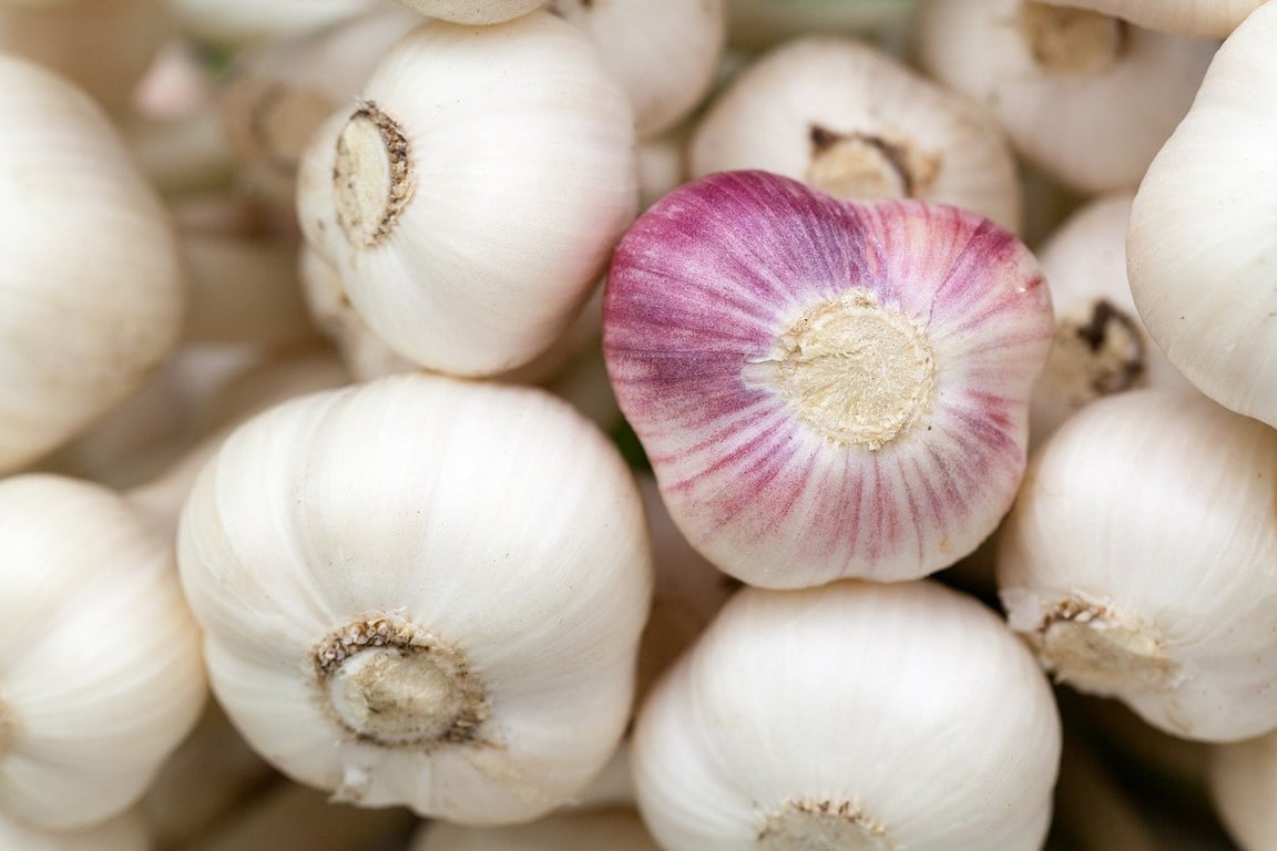 Původní česnekový sirup svou silou téměř vyrovná antibiotikům. Recept prověřili už naši prarodiče