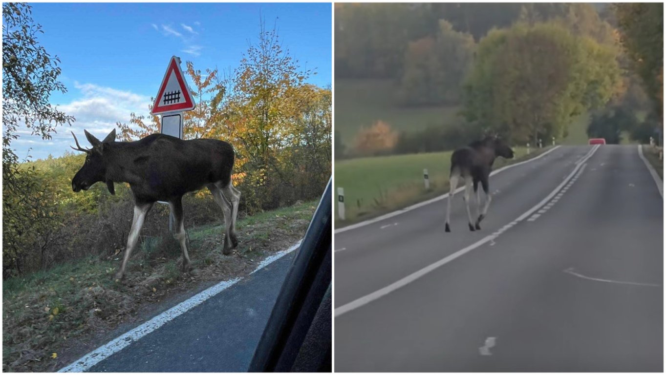Řidiči, pozor na Emila. Los se přibližuje ke Klatovům, kamera ho zachytila i na hlavní silnici