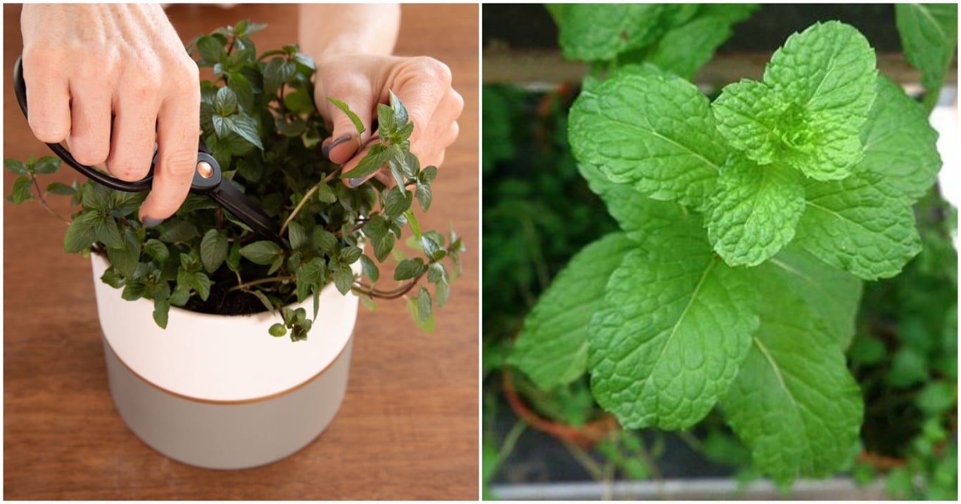 Máta je rostlina, která dokáže všechno. Roste bleskově, osvěží jídlo i vzduch a promění domov v oázu klidu