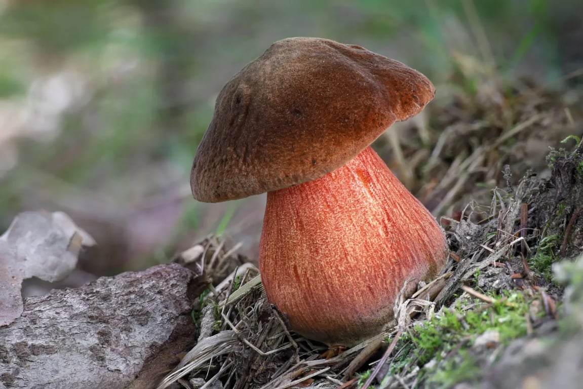 Hřib kovář, který roste ze země v lese. V okolí jde vidět nějaké uschlé listí.