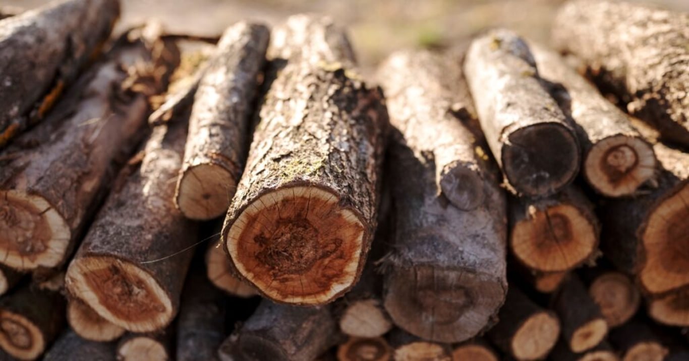 Těmto chybám při výběru dřeva k topení se za každou cenu vyhněte. Můžete tak ušetřit až polovinu peněz