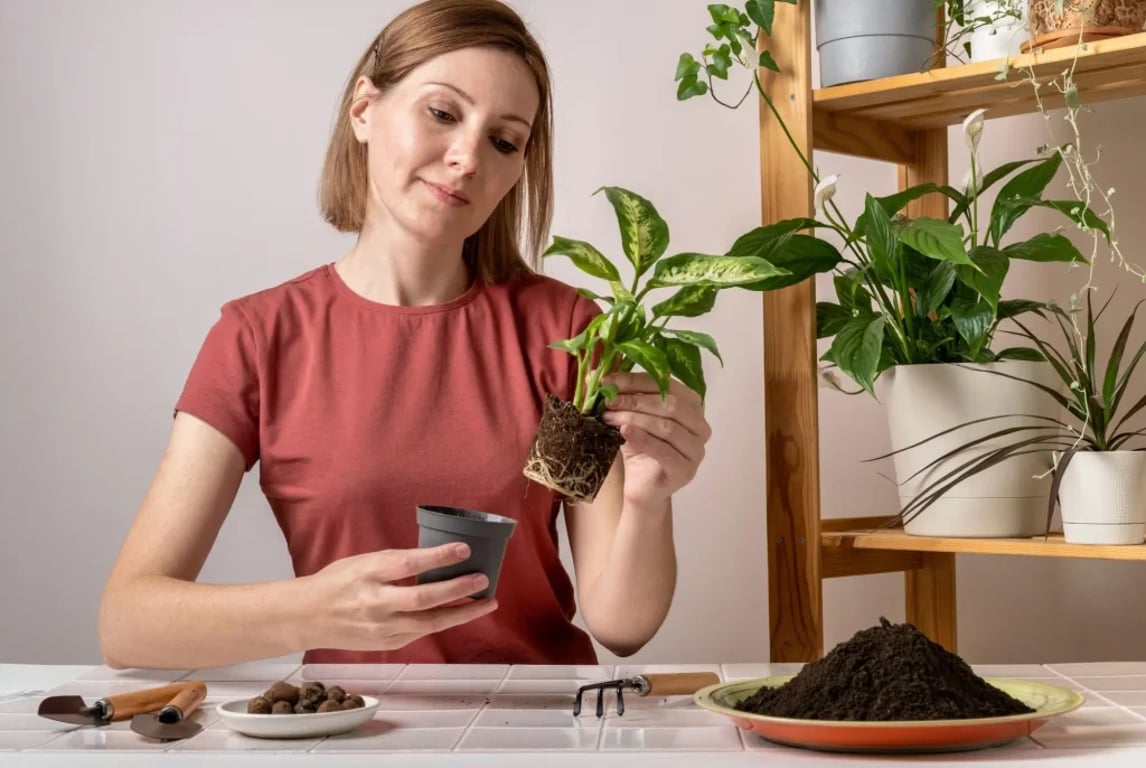 žena přesazuje Difenbachii do většího květníku