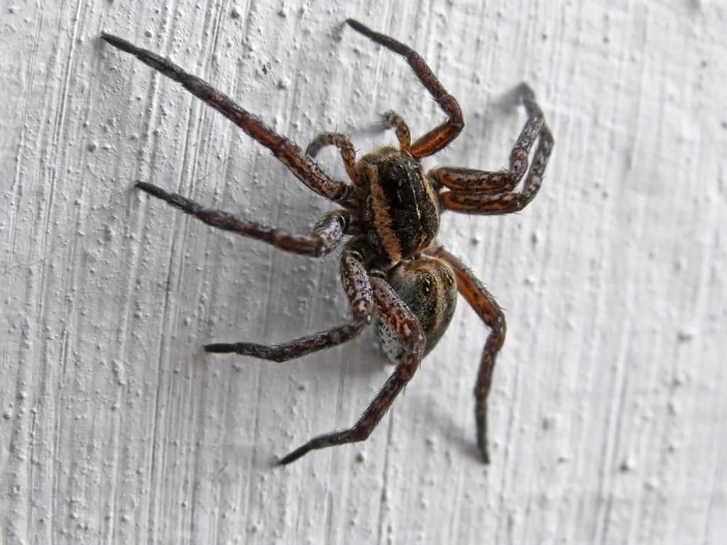 Pavouci ve spánku a děsivé následky jsou oblíbený mýtus. Skutečnost je mnohem jednodušší, než si lidé myslí