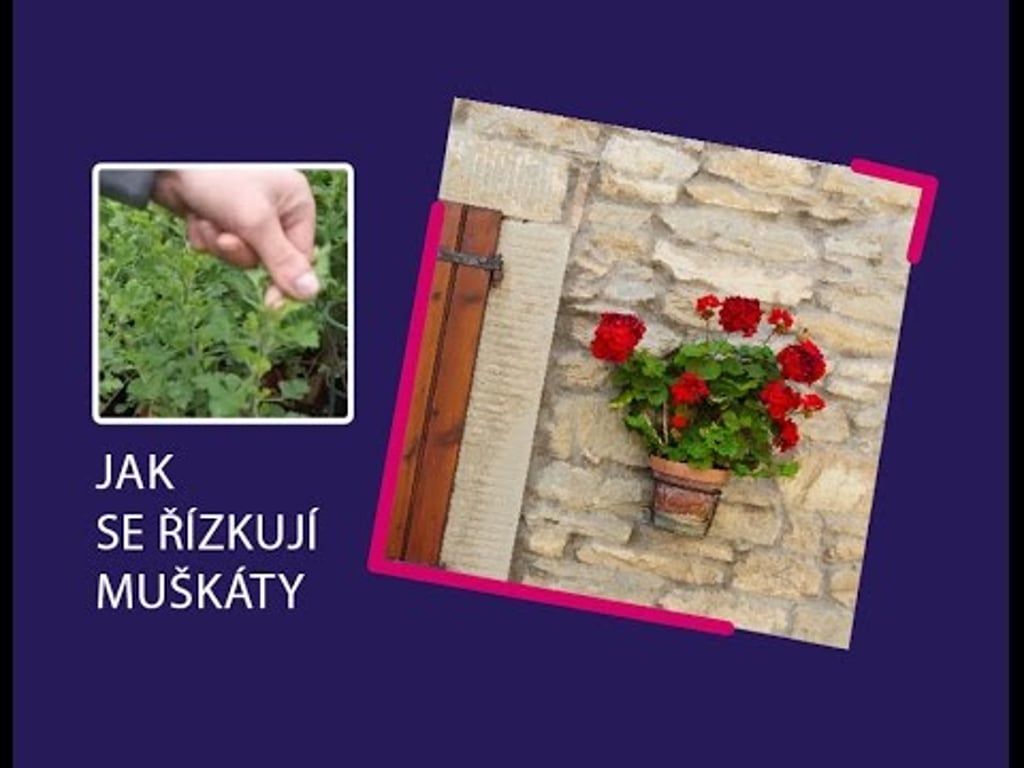 Video k článku