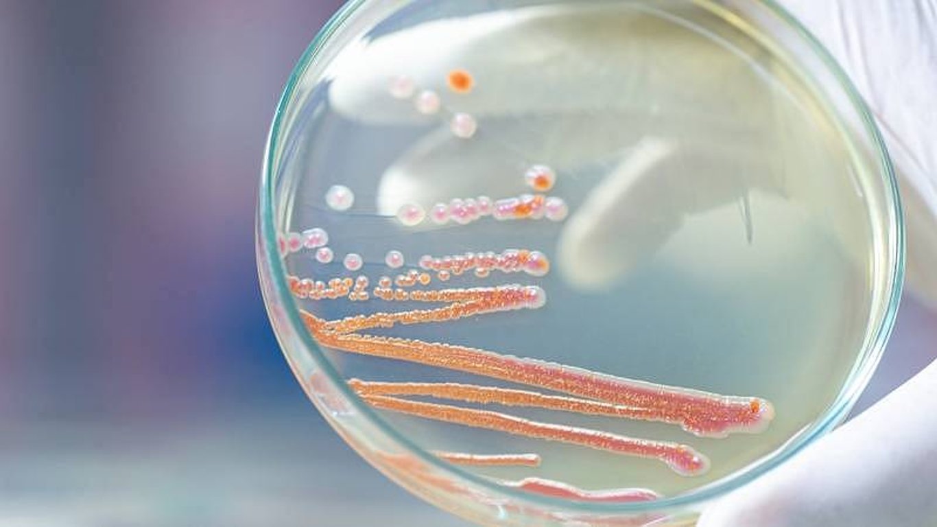Serratia marcescens