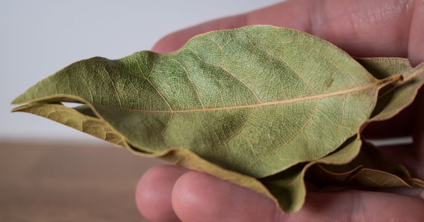 Toto se stane, když doma zapálíte bobkový list. Většina o tom neví, ale vaše zdraví to ocení