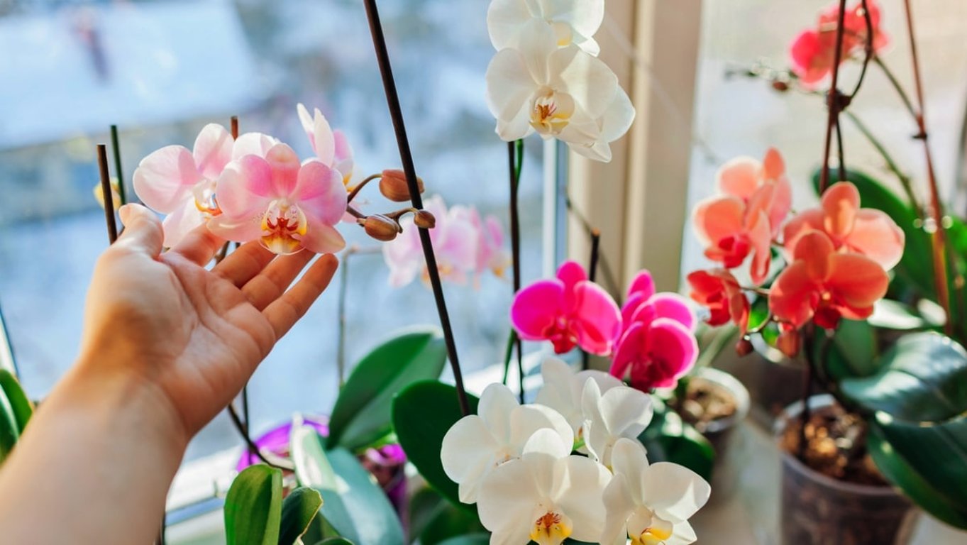 Nejčastější chyba při výběru orchideje se opakuje pořád. Přitom řešení je směšně jednoduché