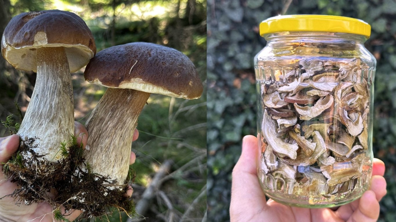 Na houbaření teď na několik týdnů zapomeňte. Lesy už jsou opět totálně suché