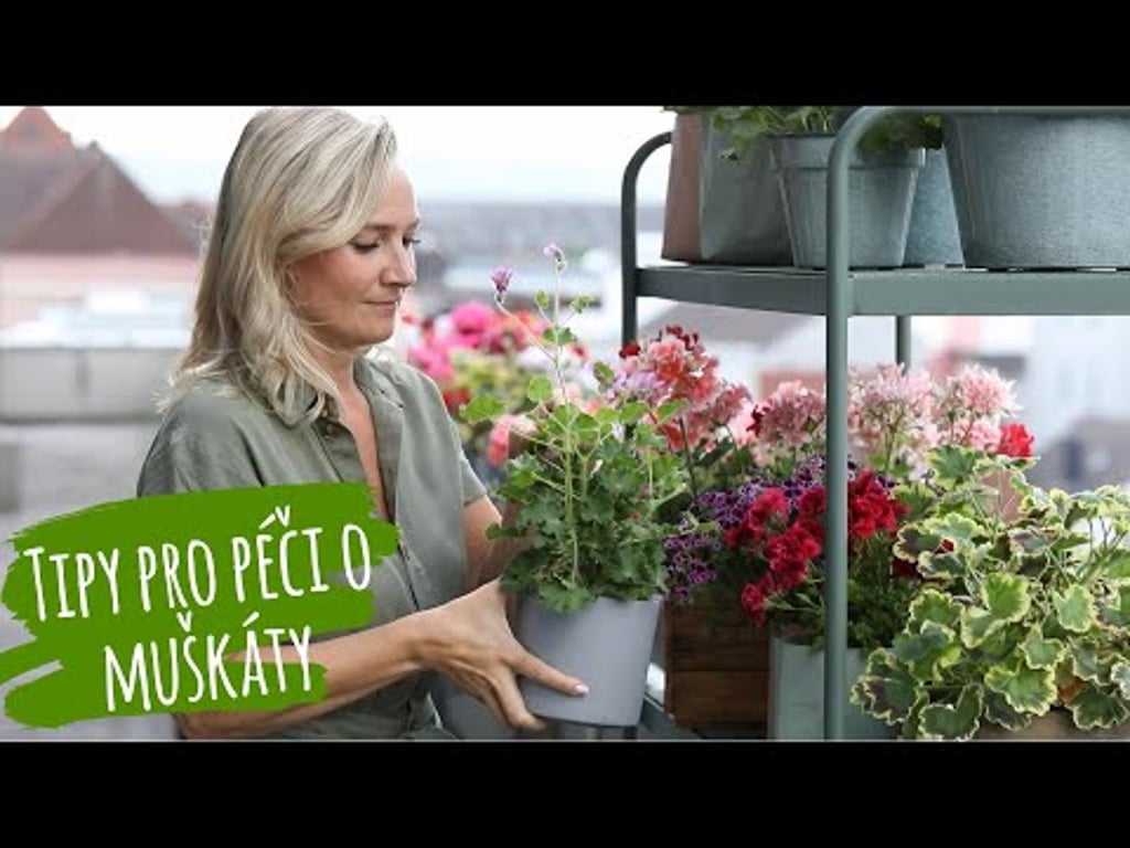 Video k článku