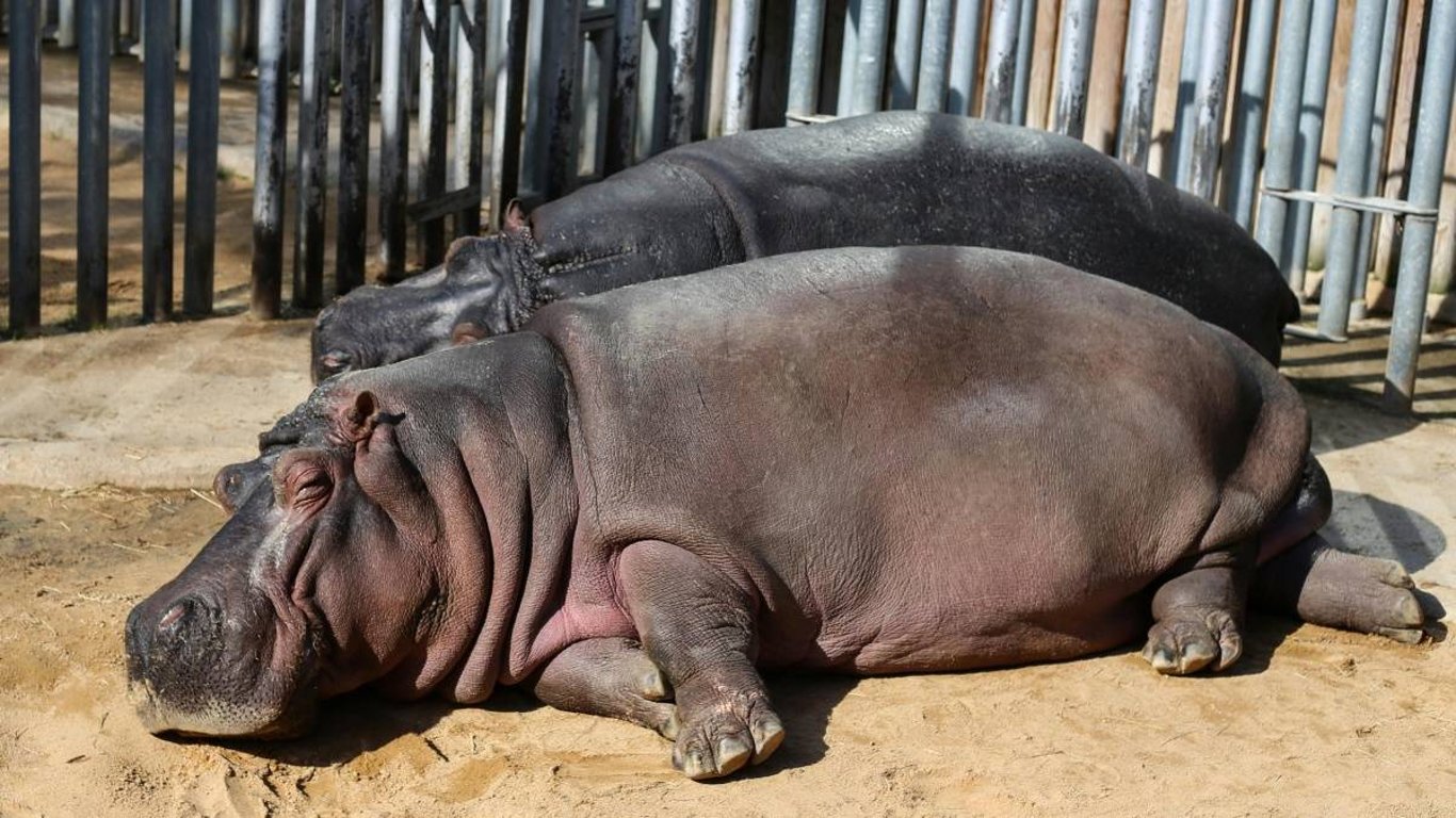 Hroch v zoo vás může vyděsit „krvácejícím“ potem. Vysvětlete to dětem a vnoučatům