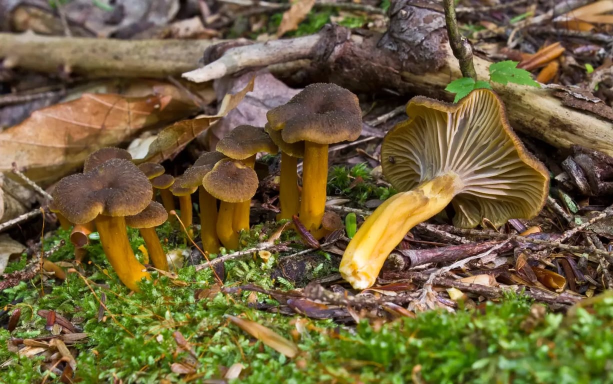 V těchto krajích rostou poslední zbytky hub. Podrobný přehled lokalit s konkrétními jedlými druhy