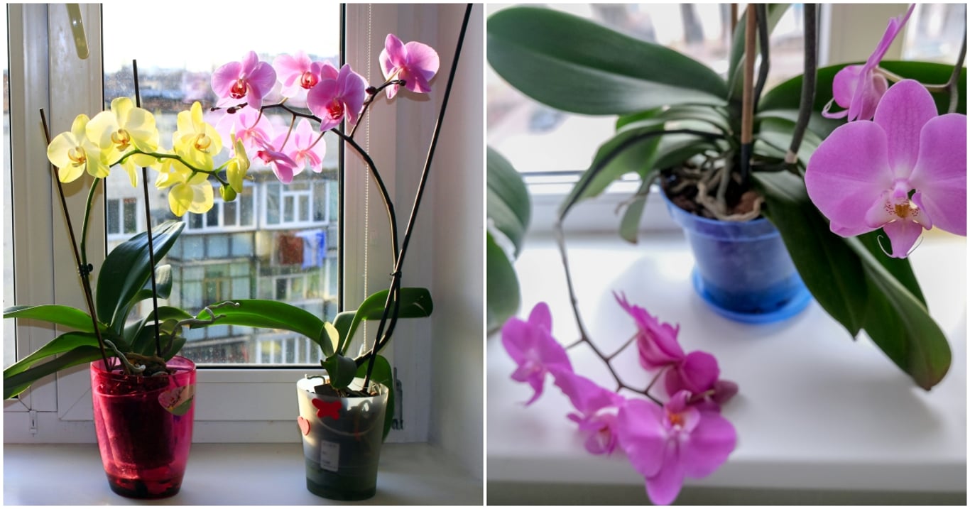 Stačí malá změna a orchidej rozkvete jako nikdy předtím. Správné místo v bytě udělá zázraky