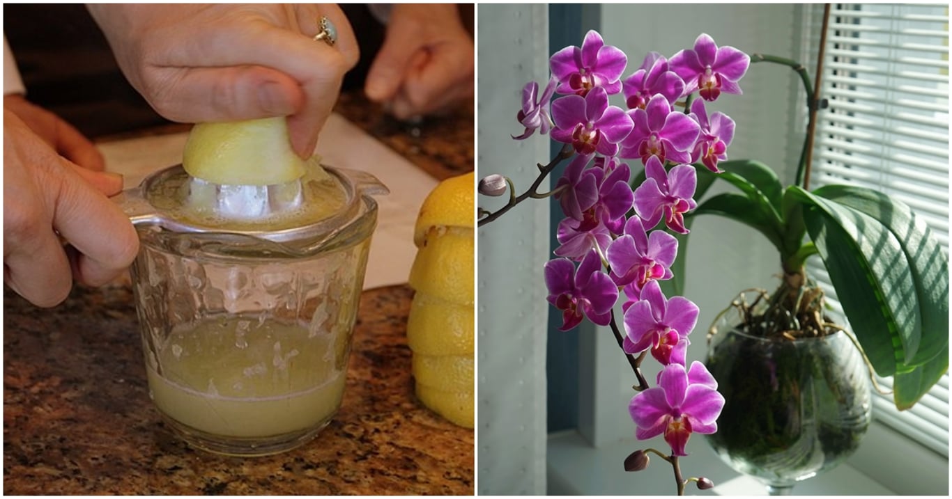 Floristky používají trik s citronem, který dělá s orchidejemi divy. Stačí pár kapek a rostlina rozkvete jako nikdy předtím