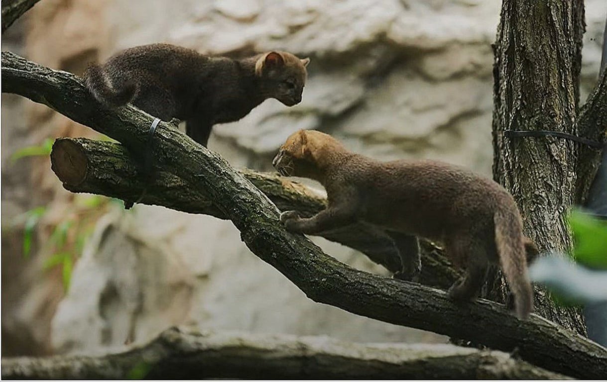 VIDEO: V ostravské zoologické zahradě se rozmnožili jaguarundi, příbuzní gepardů