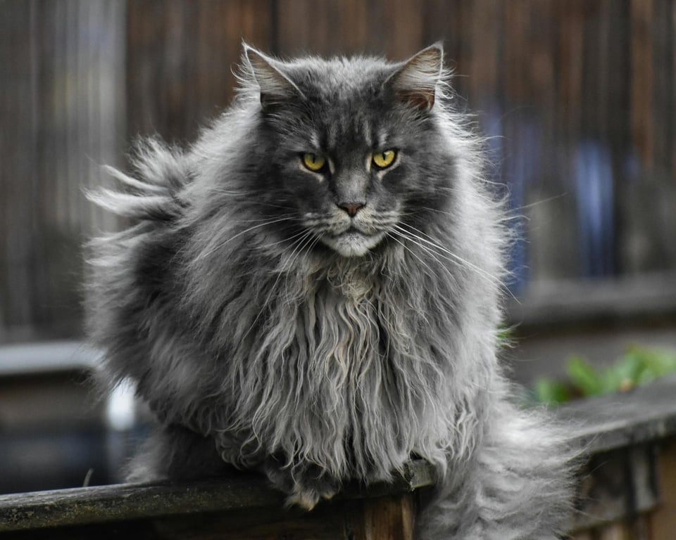 pexels-jimme-deknatel-1244708-2518134